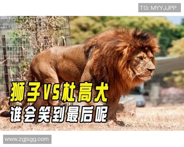 马卡比迎战拜仁慕尼黑强强对决谁能笑到最后