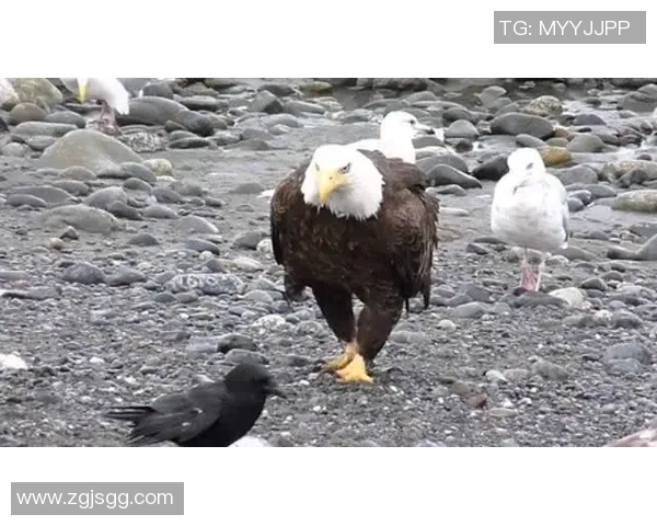 多伦多猛龙与老鹰激战正酣谁能在这场对决中笑到最后